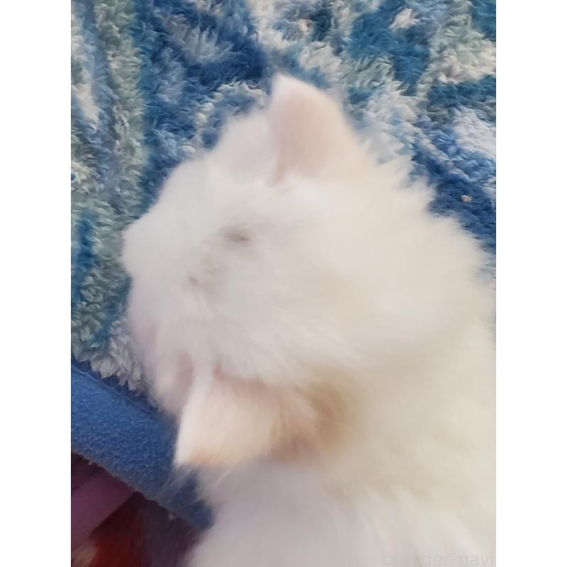 販売中の愛知県のスコティッシュフォールド-135750の3枚目