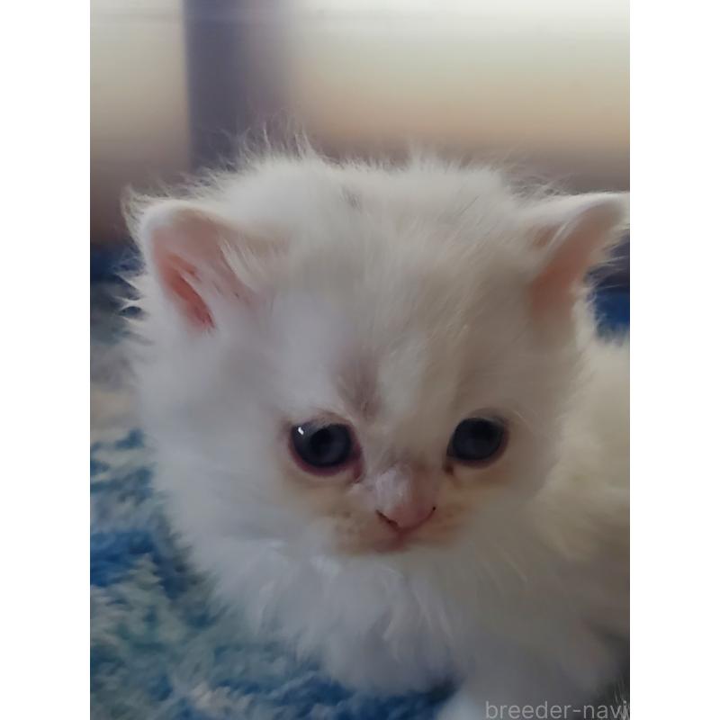 販売中の愛知県のスコティッシュフォールド-135750の2枚目