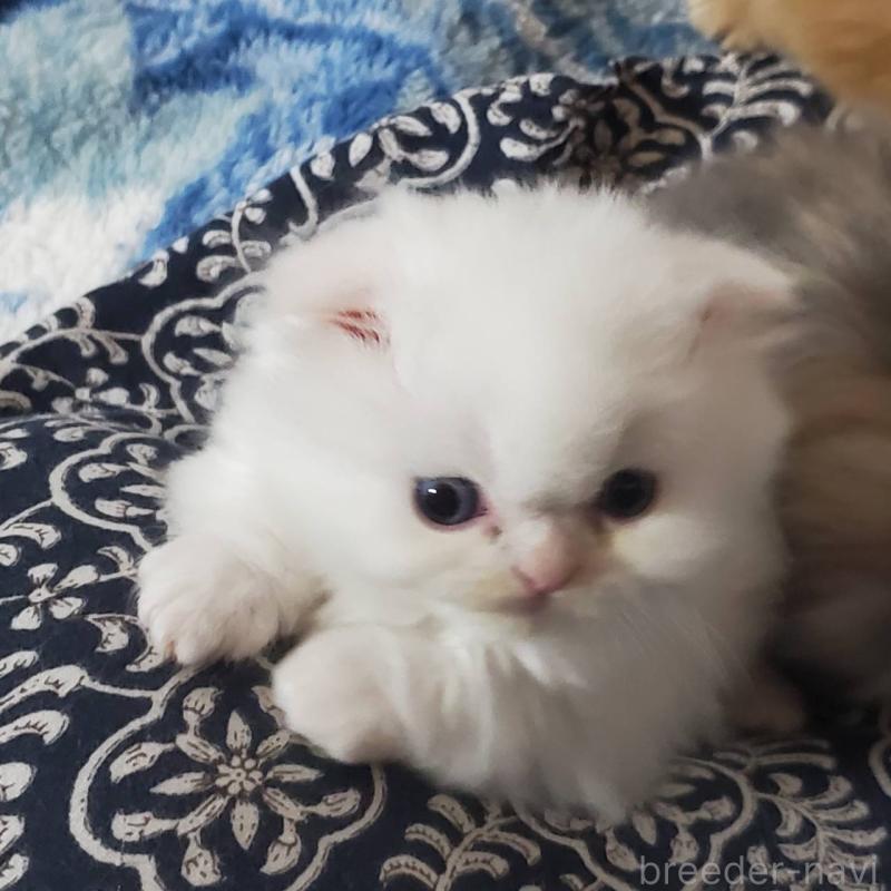 販売中の愛知県のスコティッシュフォールド(折れ耳)-135749の2枚目