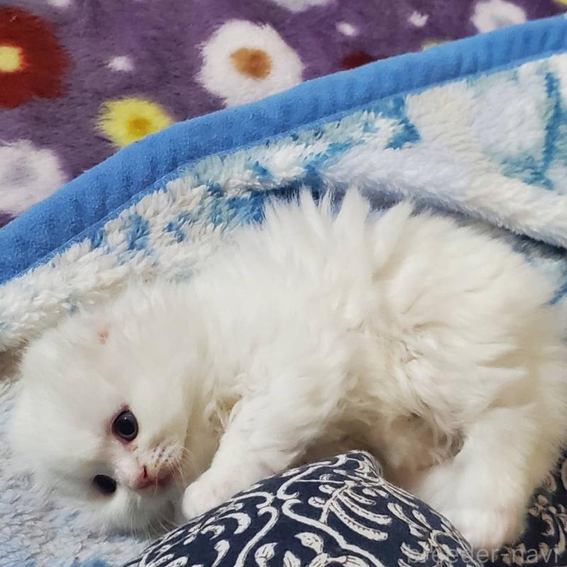 販売中の愛知県のスコティッシュフォールド(折れ耳)-135747の4枚目