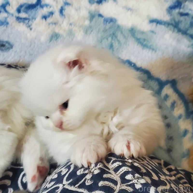 販売中の愛知県のスコティッシュフォールド(折れ耳)-135747の2枚目