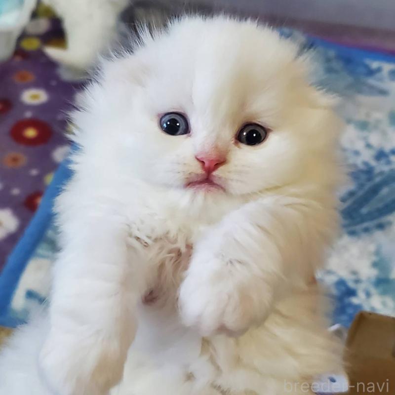 販売中の愛知県のスコティッシュフォールド(折れ耳)-135748