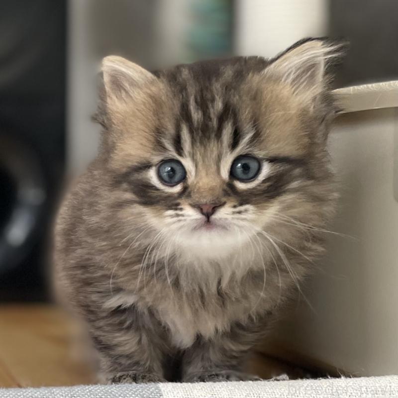 販売中の愛知県のミヌエット-134737