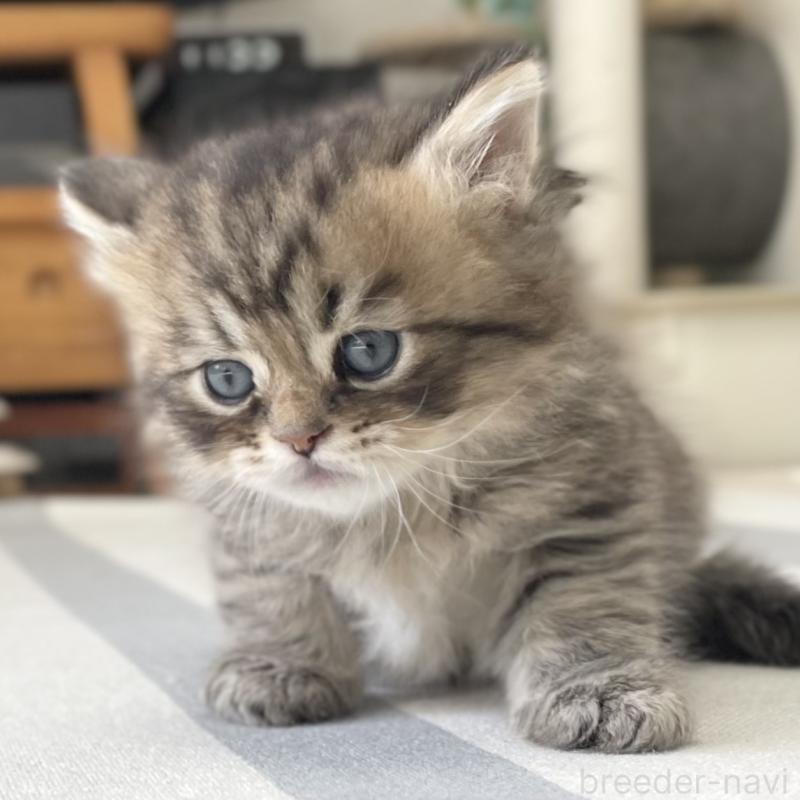 販売中の愛知県のミヌエット-134738