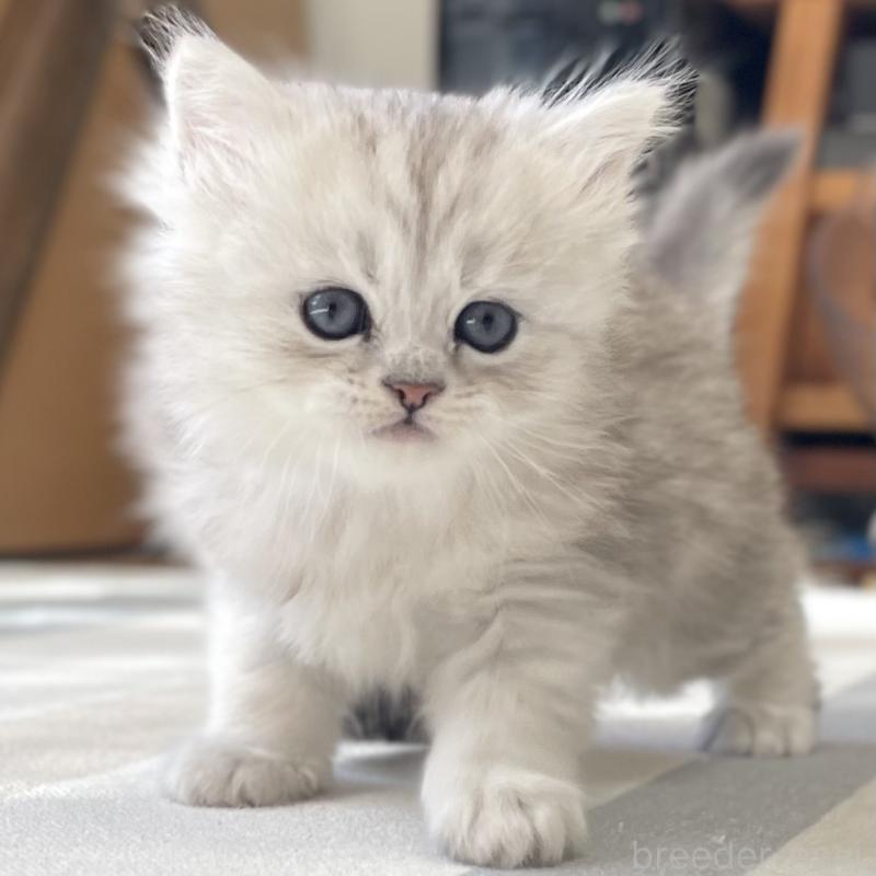 販売中の愛知県のミヌエット-134739