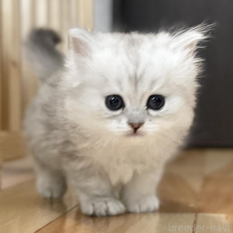 販売中の愛知県のミヌエット-134740