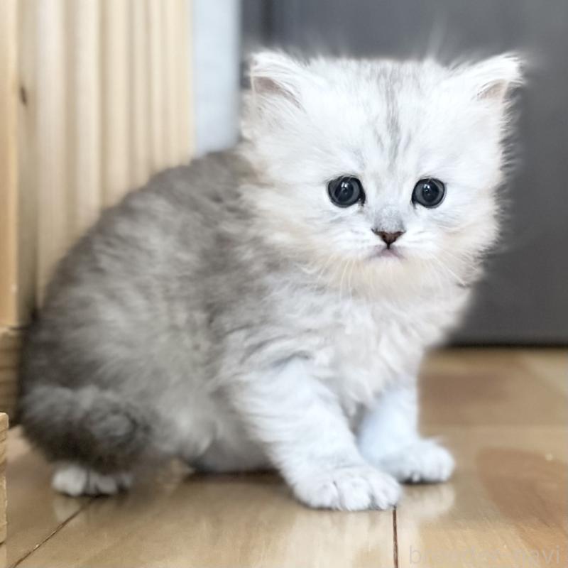 販売中の愛知県のミヌエット-134741