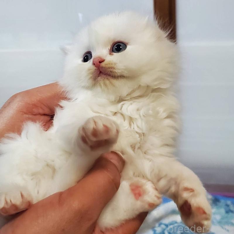 販売中の愛知県のスコティッシュフォールド(折れ耳)-135744の5枚目