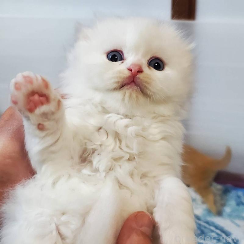 販売中の愛知県のスコティッシュフォールド(折れ耳)-135744の4枚目