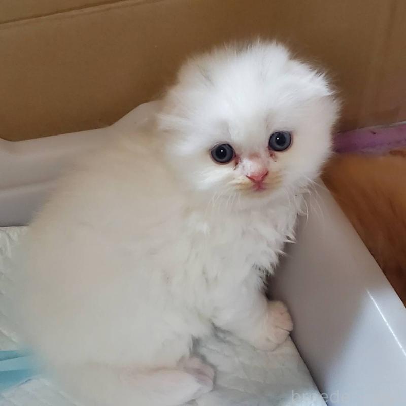 販売中の愛知県のスコティッシュフォールド(折れ耳)-135744の3枚目