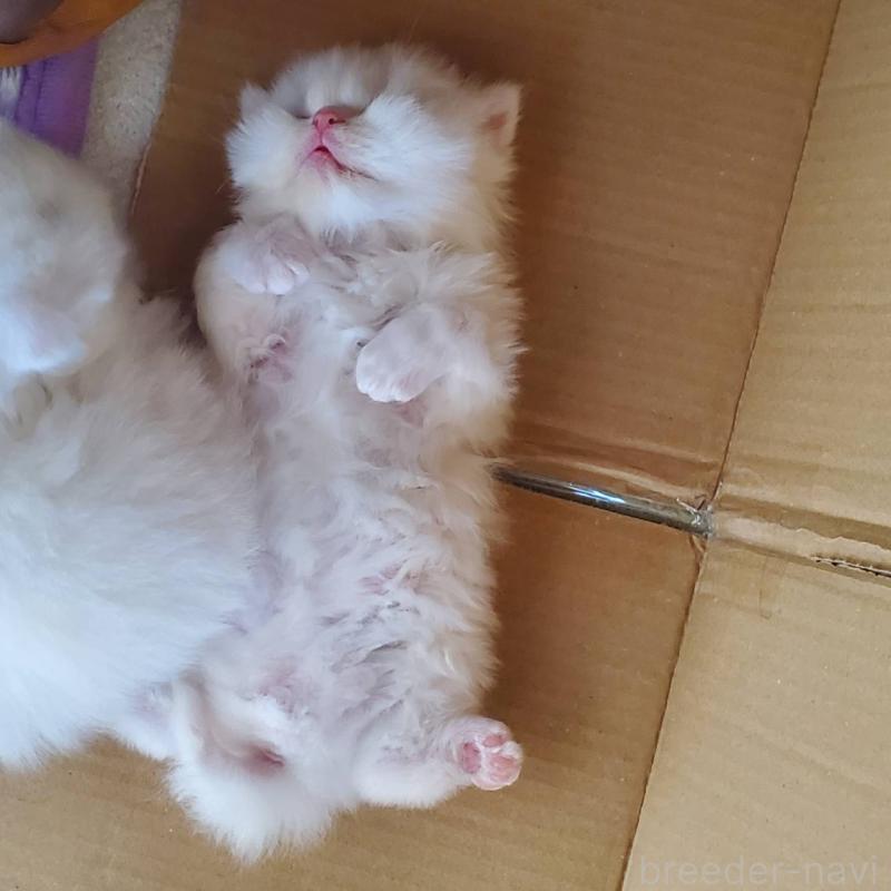 販売中の愛知県のスコティッシュフォールド(折れ耳)-135744の2枚目