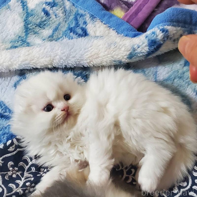 販売中の愛知県のスコティッシュフォールド(折れ耳)-135748の4枚目