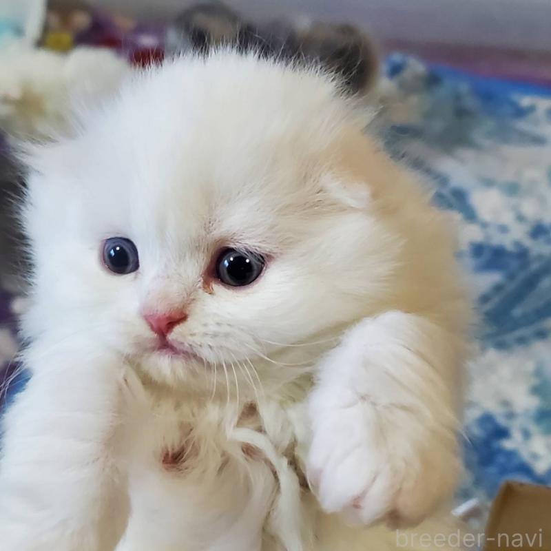 販売中の愛知県のスコティッシュフォールド(折れ耳)-135748の3枚目