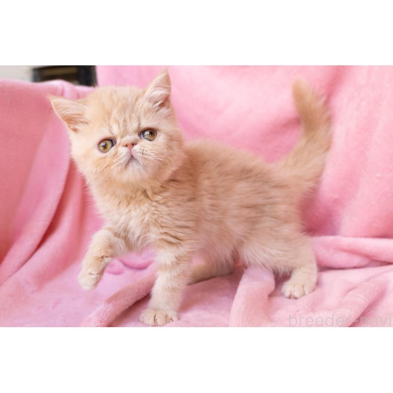 販売中の東京都のエキゾチックショートヘア-132295の5枚目