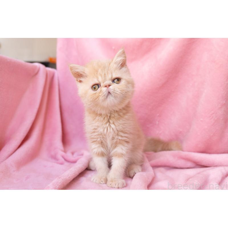 販売中の東京都のエキゾチックショートヘア-132295の4枚目