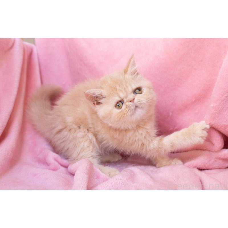 販売中の東京都のエキゾチックショートヘア-132295の3枚目