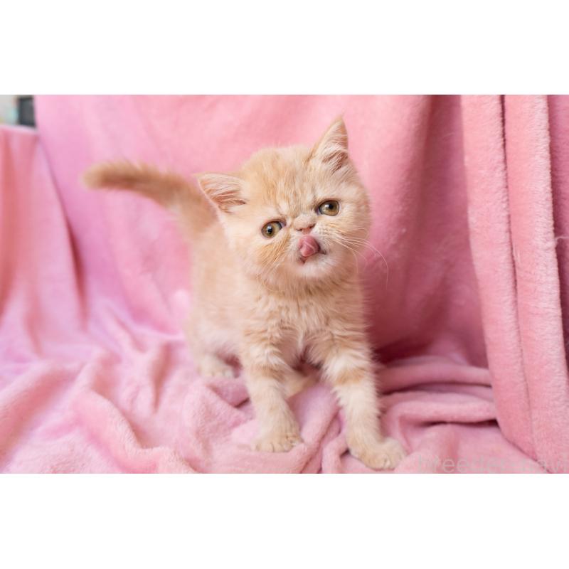 販売中の東京都のエキゾチックショートヘア-132295の2枚目