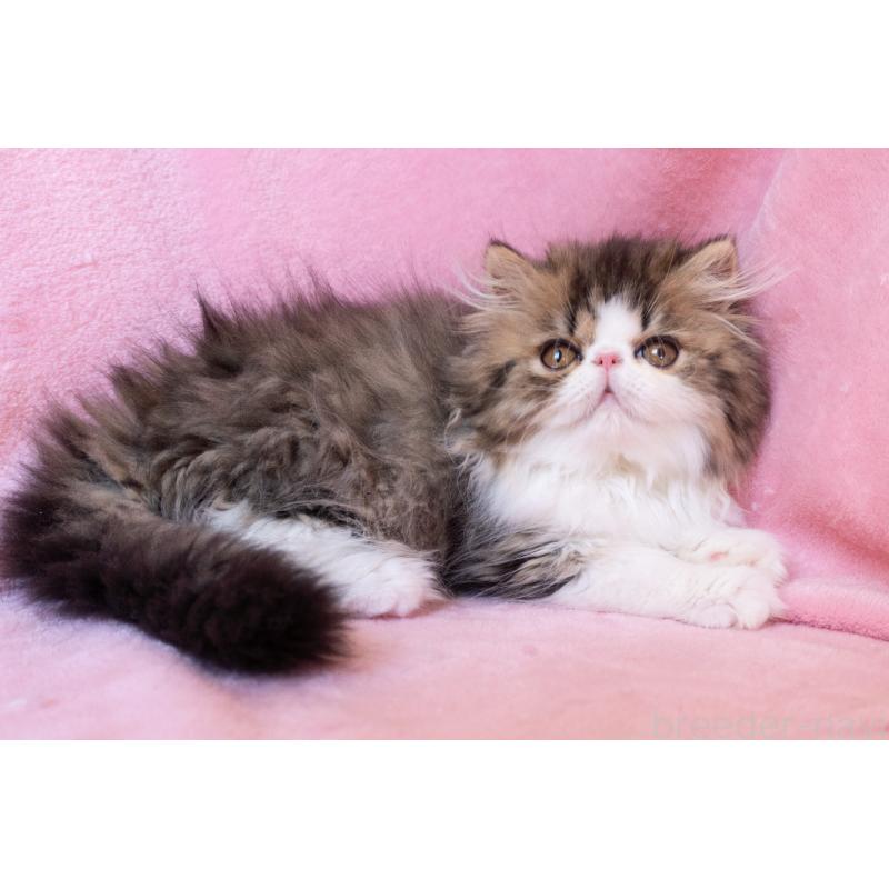 成約済の神奈川県のエキゾチックロングヘア-132297の5枚目