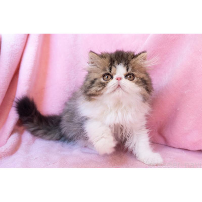 成約済の神奈川県のエキゾチックロングヘア-132297の4枚目