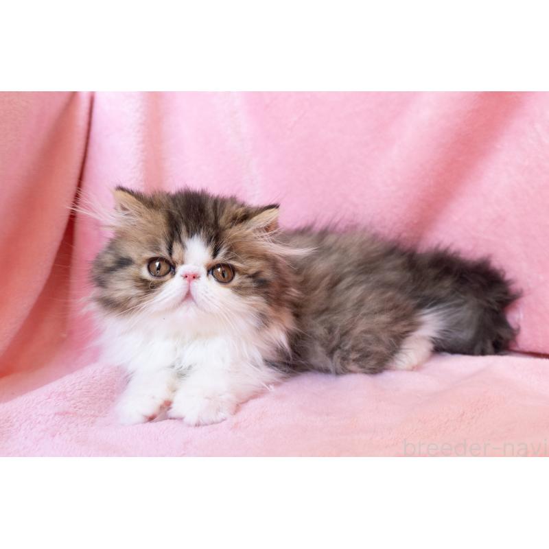 成約済の神奈川県のエキゾチックロングヘア-132297の2枚目