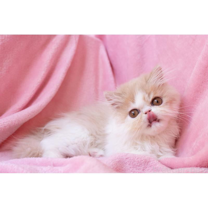 販売中の神奈川県のエキゾチックロングヘア-132299の24枚目