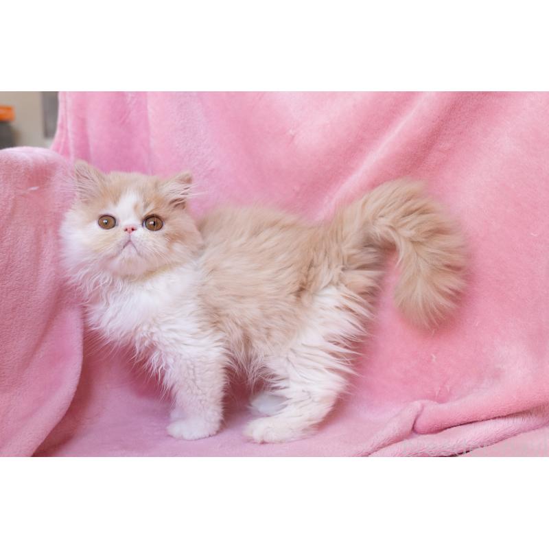 販売中の神奈川県のエキゾチックロングヘア-132299の23枚目