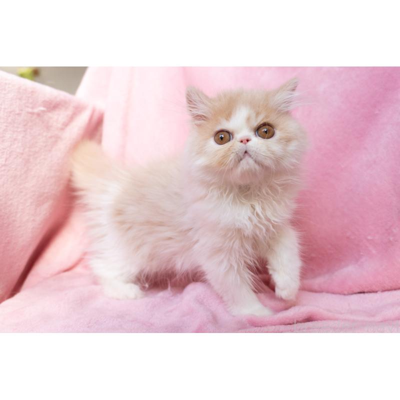 販売中の神奈川県のエキゾチックロングヘア-132299の22枚目