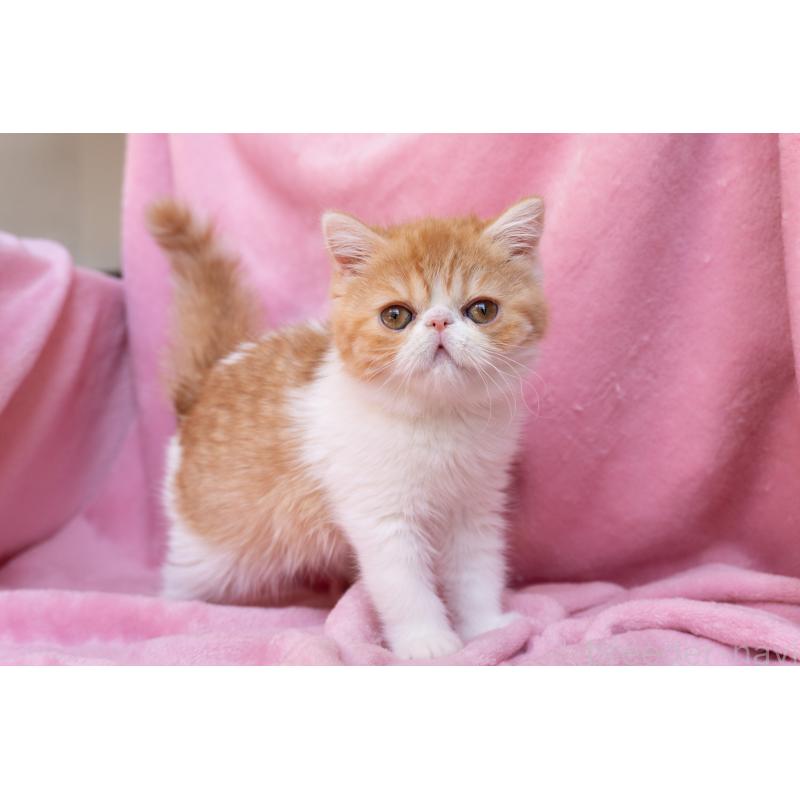 販売中の神奈川県のエキゾチックショートヘア-132300の30枚目