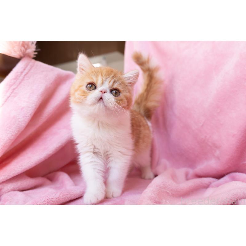 販売中の神奈川県のエキゾチックショートヘア-132300の29枚目