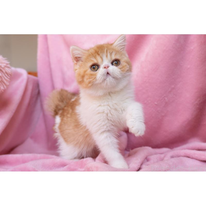 販売中の神奈川県のエキゾチックショートヘア-132300の28枚目