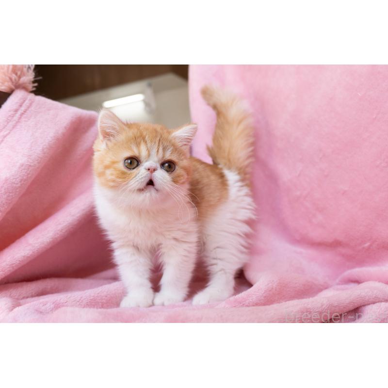 販売中の神奈川県のエキゾチックショートヘア-132300の27枚目