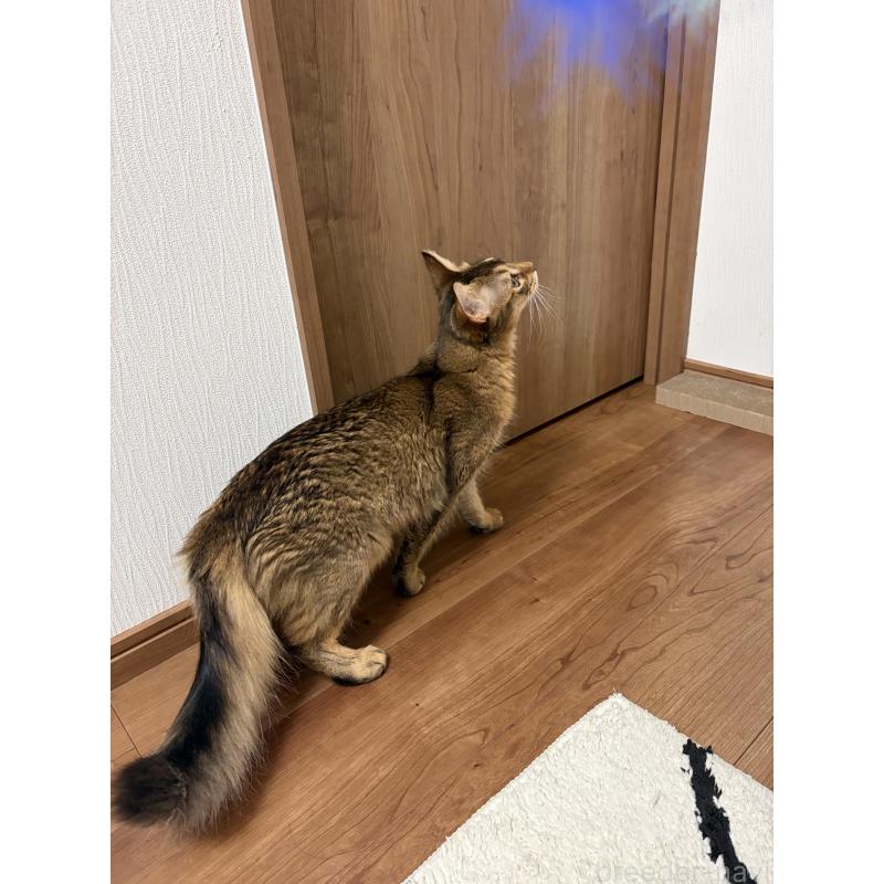 販売中の京都府のソマリ-127237の3枚目