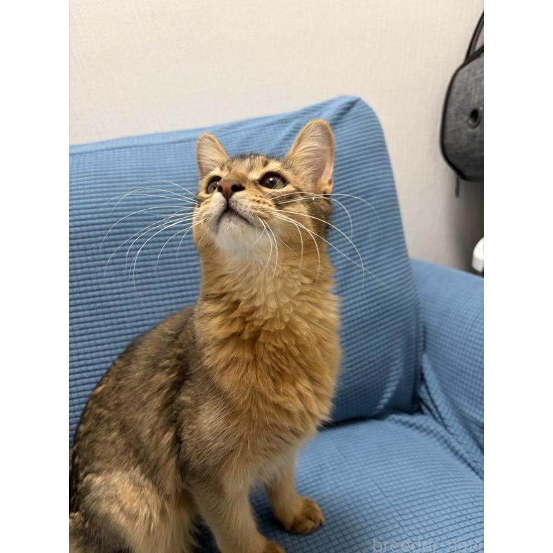 販売中の京都府のソマリ-127237の2枚目