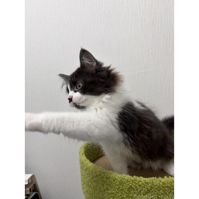 販売中の京都府のラガマフィン-133523の2枚目