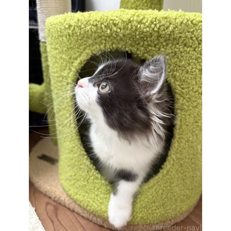 販売中の京都府のラガマフィン-133521の3枚目