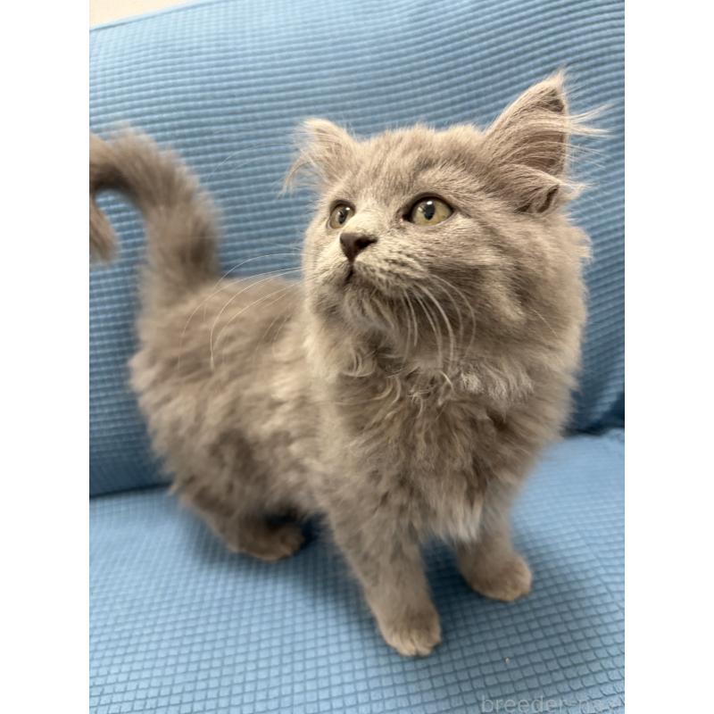 販売中の京都府のラガマフィン-133536の3枚目