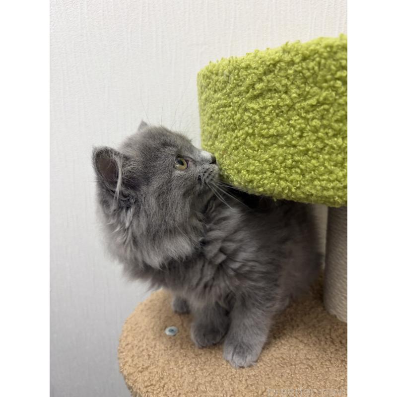 販売中の京都府のラガマフィン-133536の2枚目