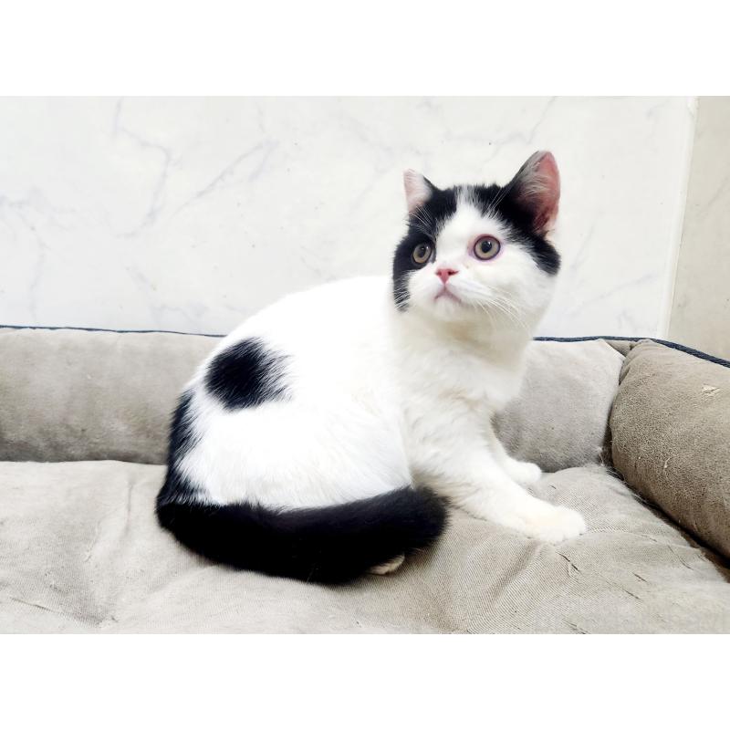 販売中の北海道のスコティッシュフォールド-135736の6枚目