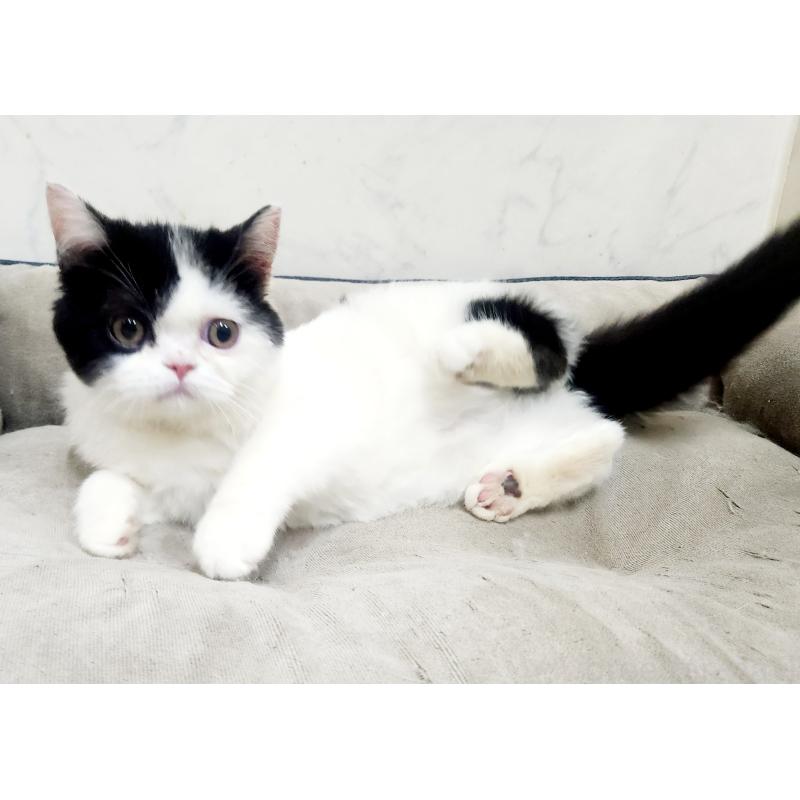 販売中の北海道のスコティッシュフォールド-135736の4枚目