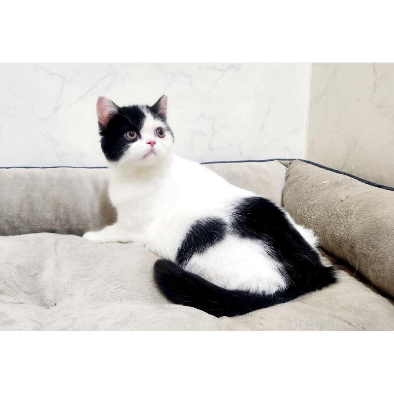 販売中の北海道のスコティッシュフォールド-135736の2枚目