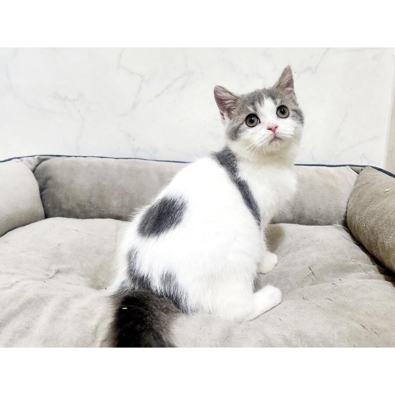 販売中の北海道のスコティッシュフォールド-135737の5枚目