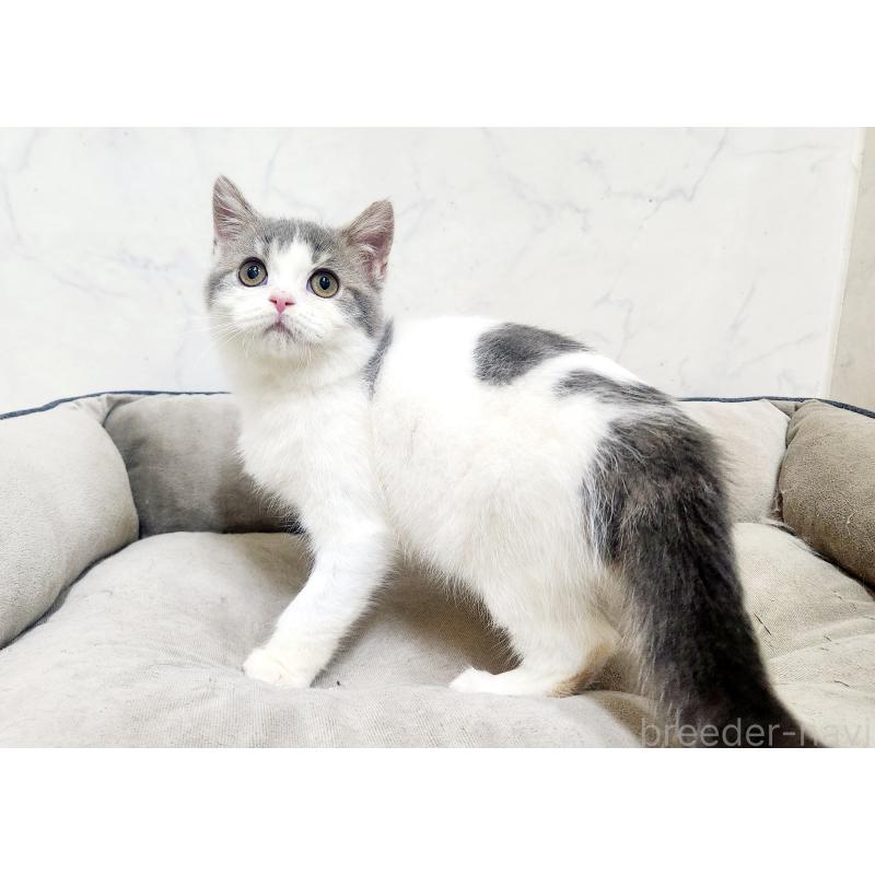 販売中の北海道のスコティッシュフォールド-135737の4枚目