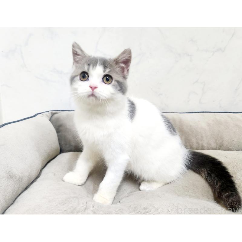 販売中の北海道のスコティッシュフォールド-135737の3枚目