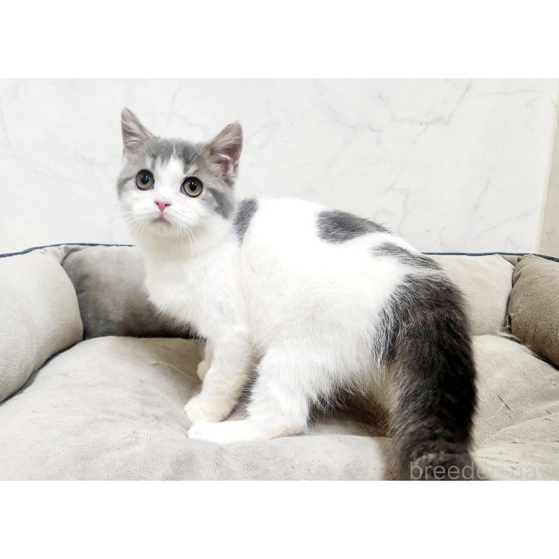 販売中の北海道のスコティッシュフォールド-135737の2枚目