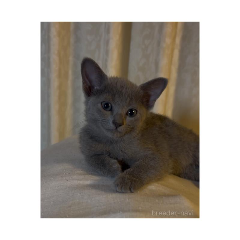 販売中の埼玉県のロシアンブルー-135738の2枚目