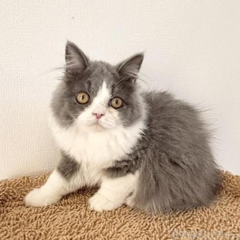 販売中の静岡県のブリティッシュロングヘア-135753の1枚目