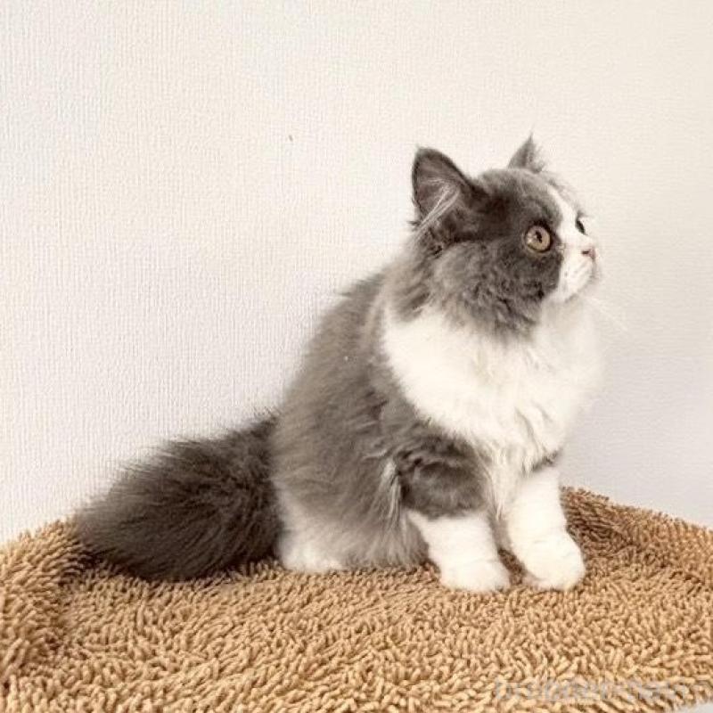 販売中の静岡県のブリティッシュロングヘア-135753の5枚目