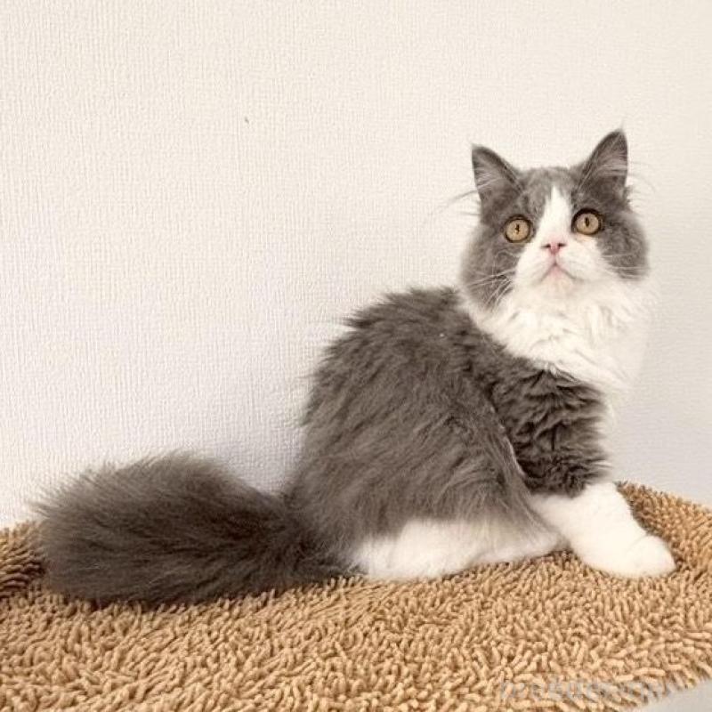 販売中の静岡県のブリティッシュロングヘア-135753の4枚目