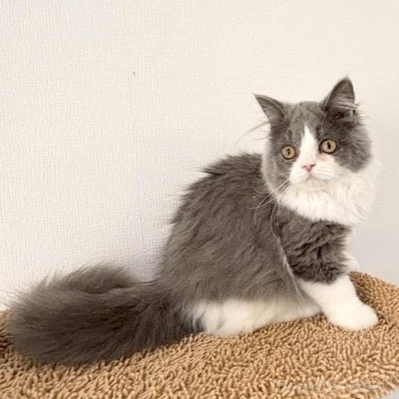 販売中の静岡県のブリティッシュロングヘア-135753の3枚目