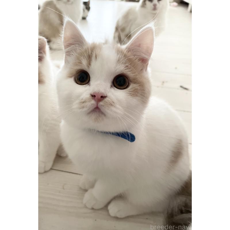 販売中の大阪府のブリティッシュショートヘア-131256の4枚目